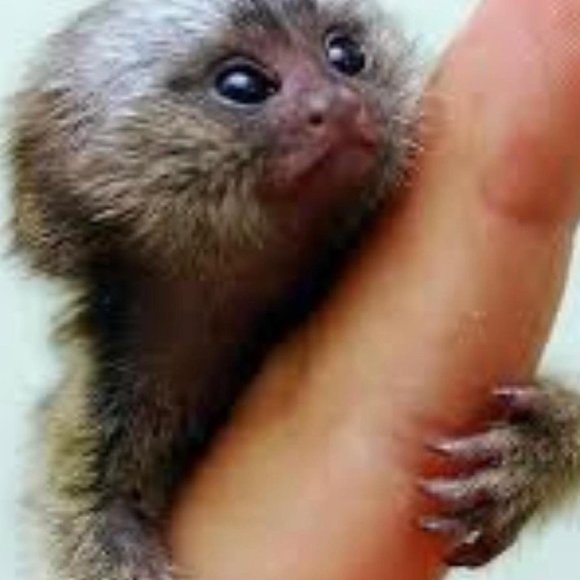 Meet your Posher, Joseph - Picture 2 of 6